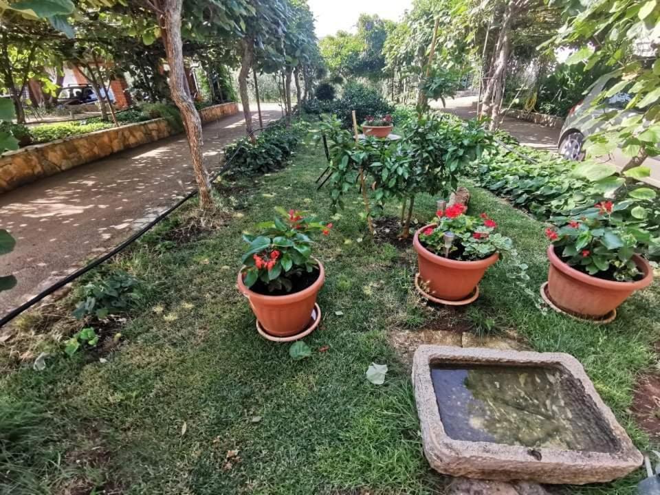 App Carla Apartment Novigrad  Bagian luar foto
